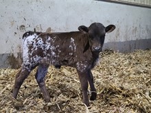 Siesta Time x Sniped Heifer