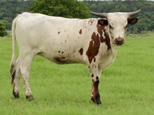 Texas Pearl LP