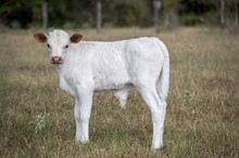 JTW Big Country X CK Hidden Jen bull calf