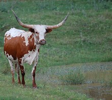 LLL Gunsmoke Belle