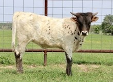 Catchit Gauge heifer