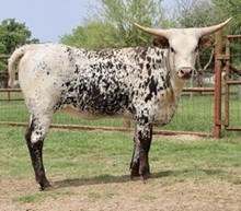 Moo-Donna