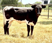 M7 Oreo’s Example