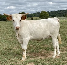 Pearlie LP