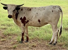 Texas Pearl LP