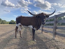 Bella's Bluebonnet