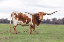 REBA BCC