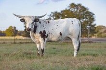 Texas Pearl LP