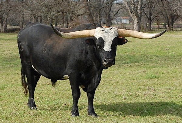 lonesome pines ranch raising registered texas longhorns in