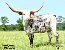 Moo-Donna