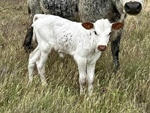 DOLLY'S HEIFER II
