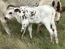 PATSY'S HEIFER