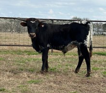 Rio's M&M bull calf
