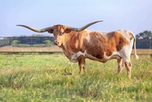 REBA BCC